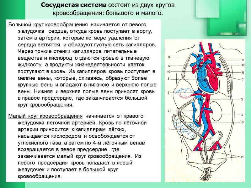 Сосудистая система состоит из двух кругов кровообращения: большого и малого.    